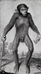 Schimpans, 1699